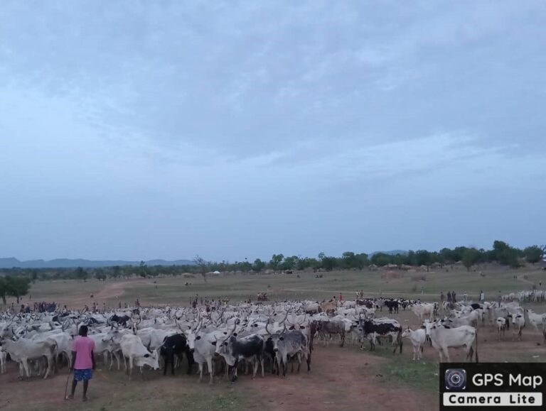 JUST IN: Troops of 6 Brigade Kills Bandits, Recover About 1,000 Rustled Cattle in Taraba